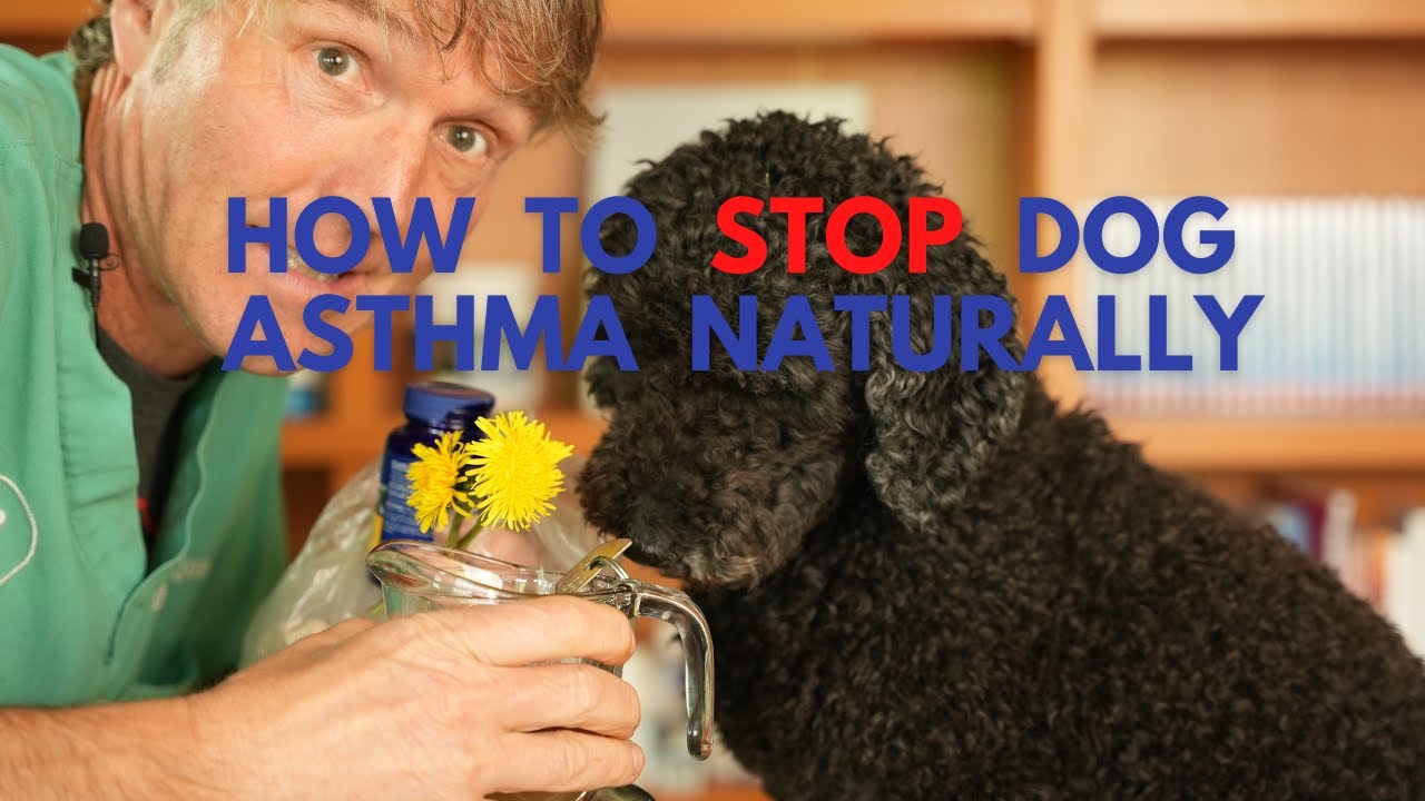 Asthma in Dogs Top 5 Holistic Options to Heal Your Dog At Home