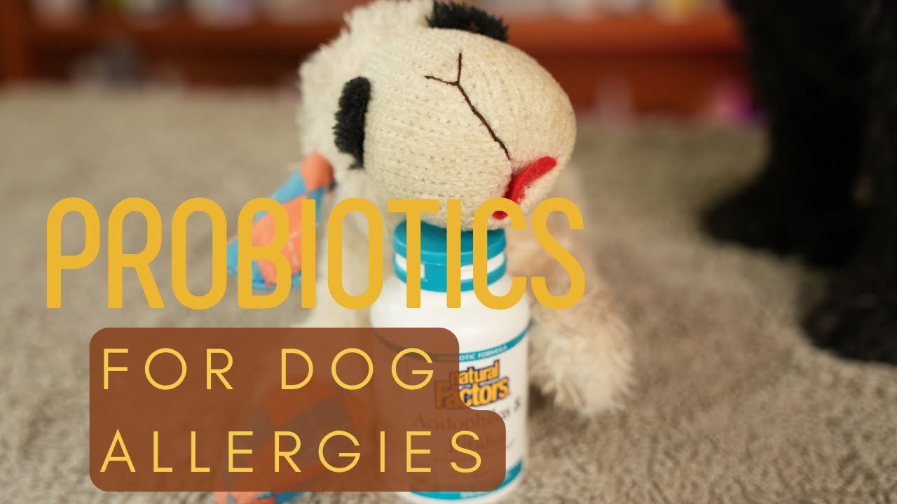 Probiotics to Stop Itching in Dog Allergies Veterinary Secrets with