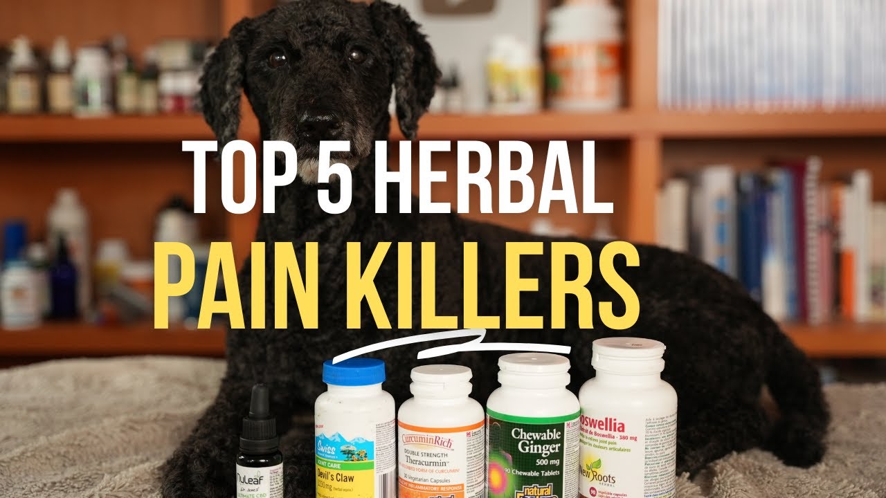 Top 5 Herbal Painkillers for Dogs Veterinary Secrets with Dr. Andrew