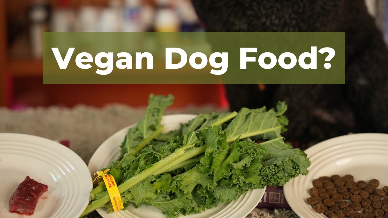Is Vegan Dog Food Better? Veterinary Secrets with Dr. Andrew Jones, DVM