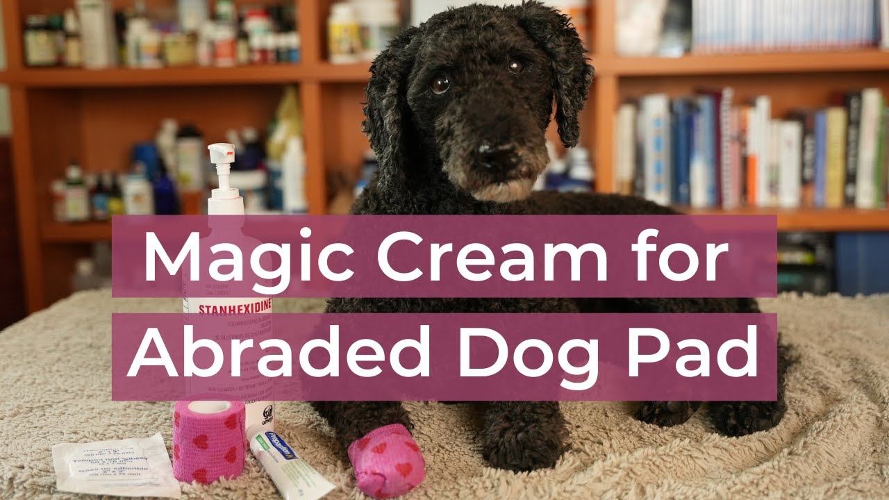 Abraded Dog Pad? Magic Cream for Home Remedy
