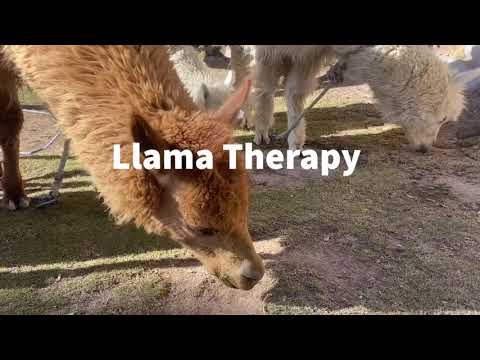 Sounds of eating llama and alpacas