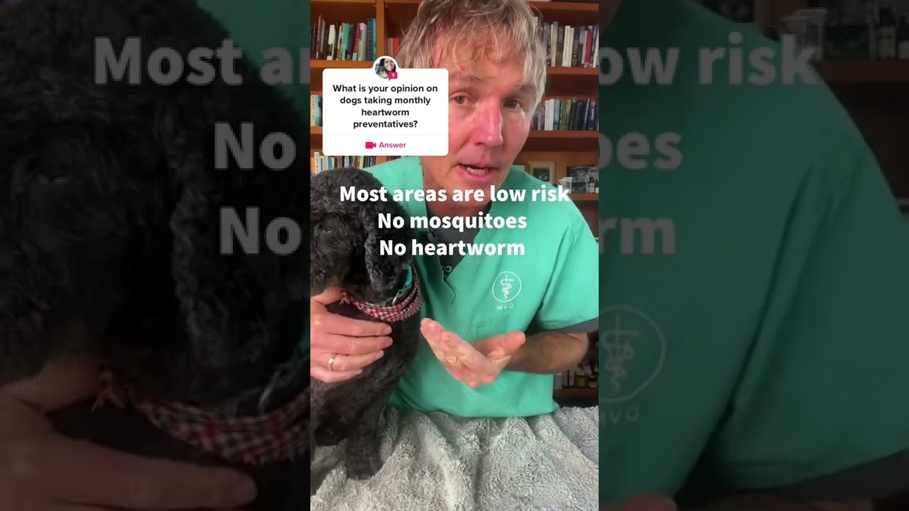 Is Heartworm Medicine for Dogs Necessary? Veterinary Secrets with Dr