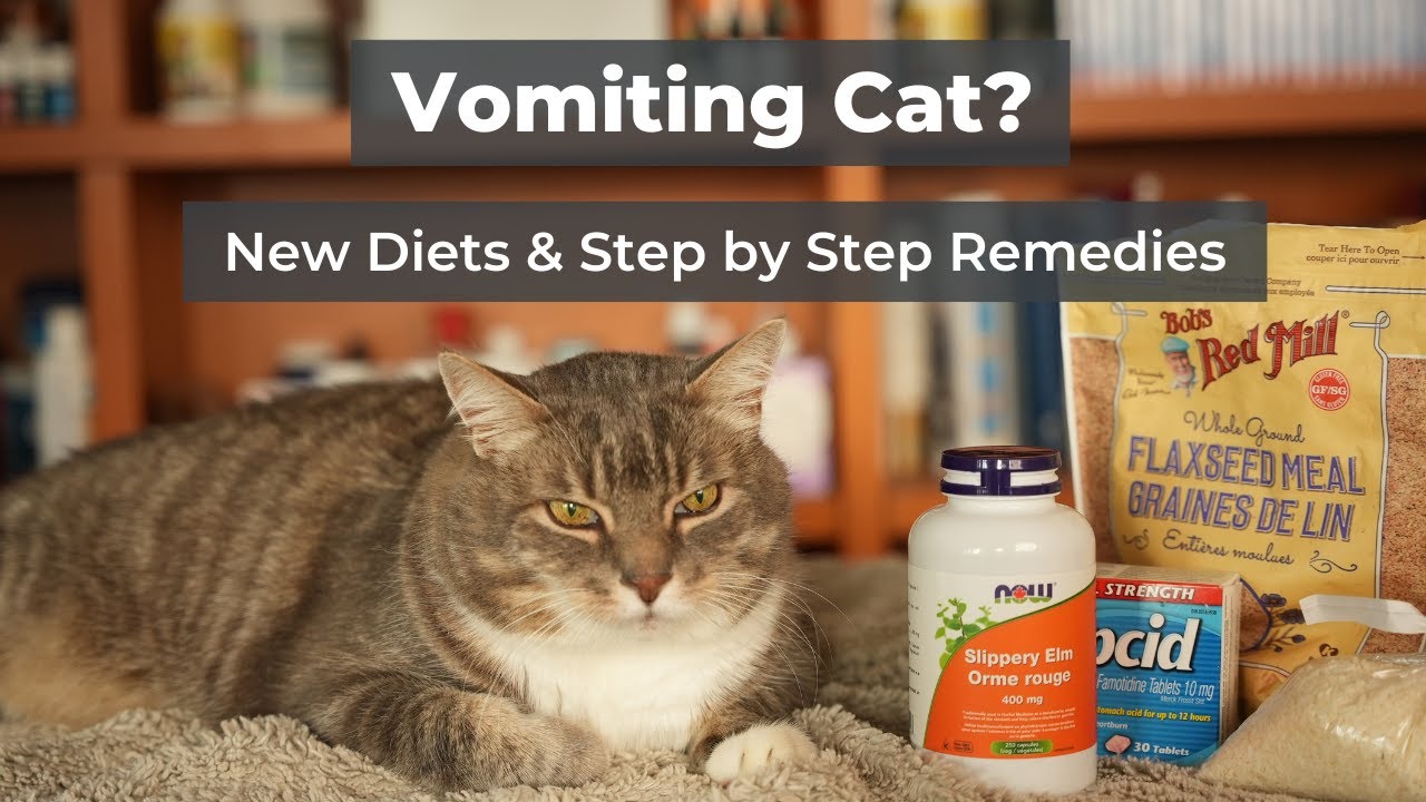 Cat Hairballs and Vomiting: New Diets & Step by Step Remedies