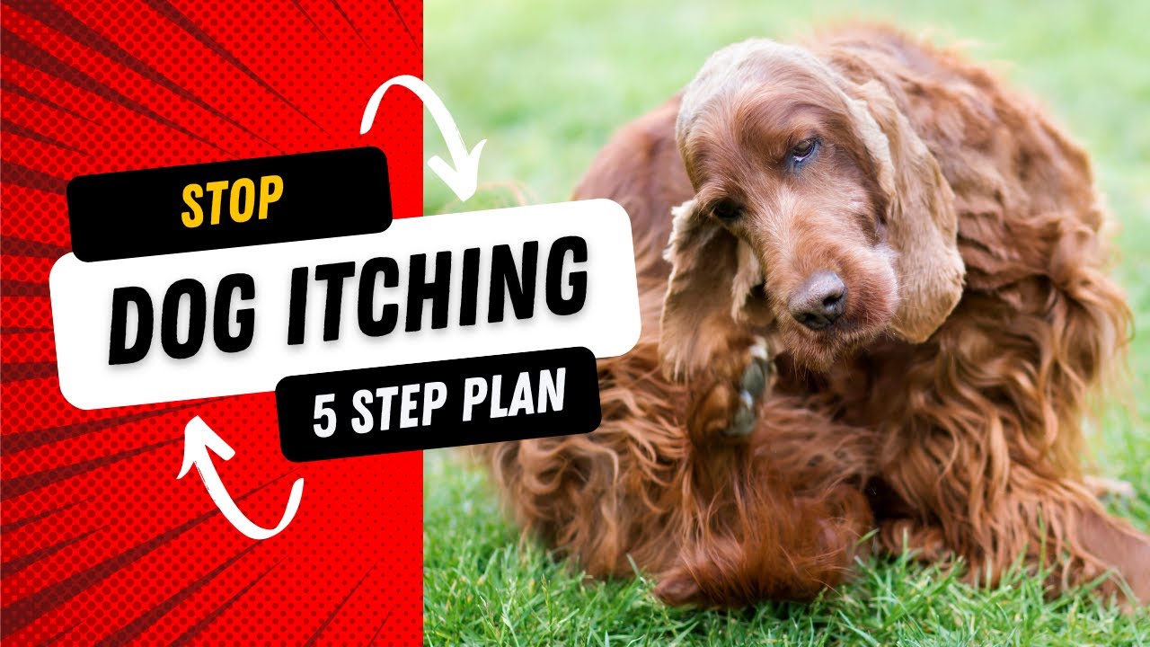How You can Fix Your Dog’s Allergies: Top 5 Home Remedies to Stop Itching