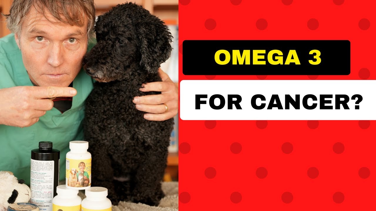 Can Omega 3 Help Your Dog or Cat with Cancer?