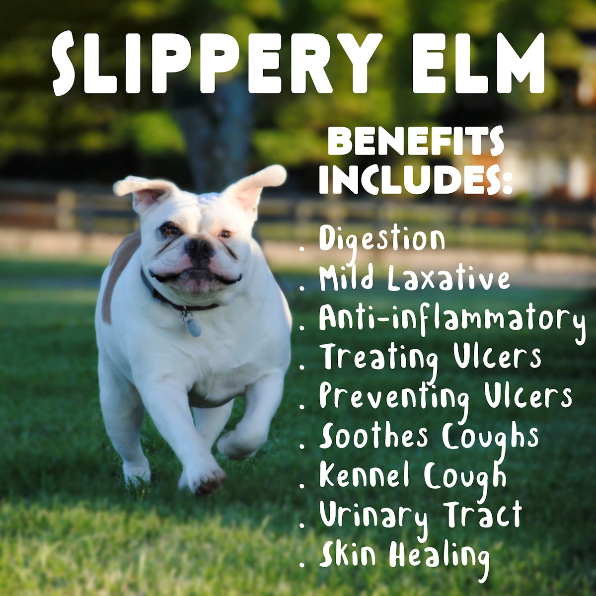 Why you need this herbal remedy [Slippery Elm!] Veterinary Secrets