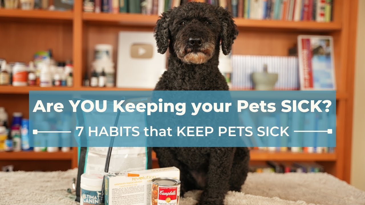 Veterinarian Explains: 7 Conventional Habits that are Keeping Your Pet Sick