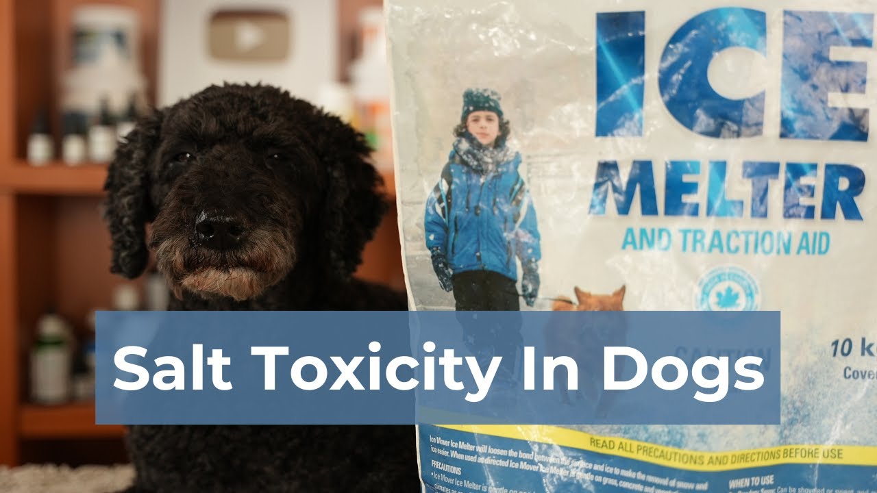 Warning Salt Toxicity in Dogs Veterinary Secrets with Dr. Andrew