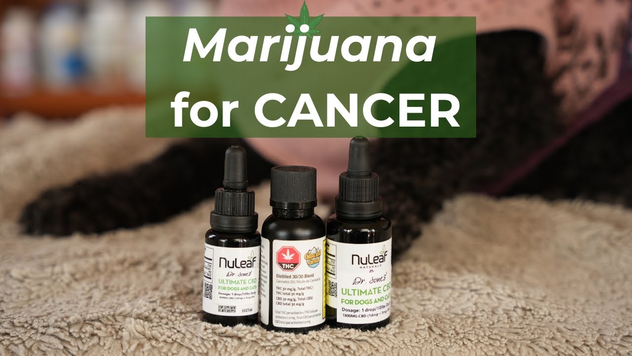 Cannabis for Cancer Treatment in Dogs and Cats