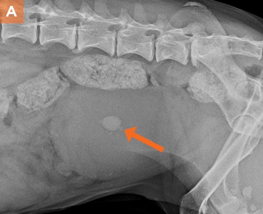 New Bladder Stone treatment for dogs and cats