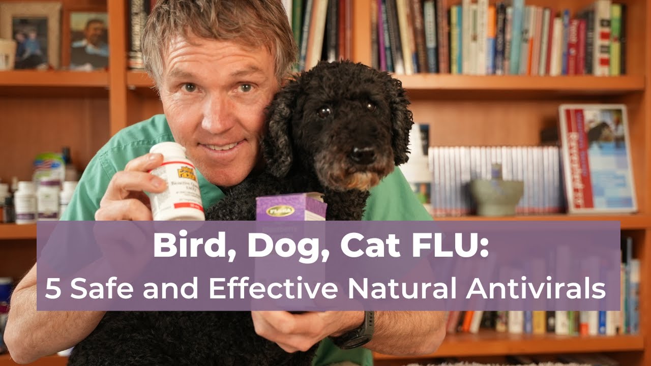 Bird Flu Update: Top 5 Natural Antivirals for Dogs and Cats