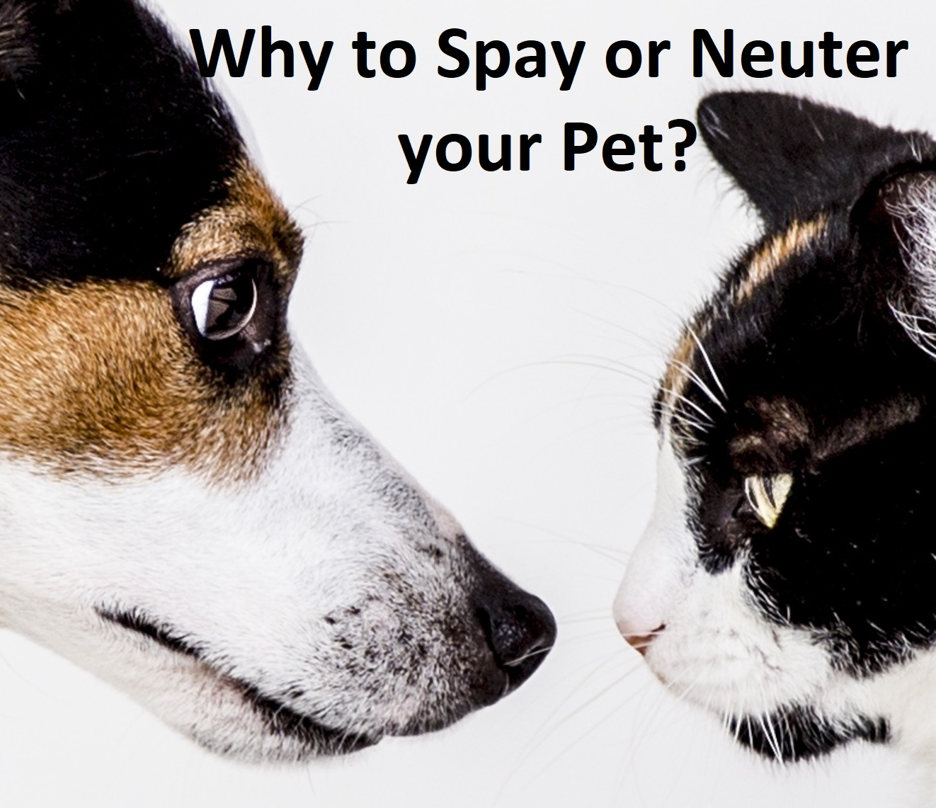 Should you wait to spay/neuter your dog or cat?