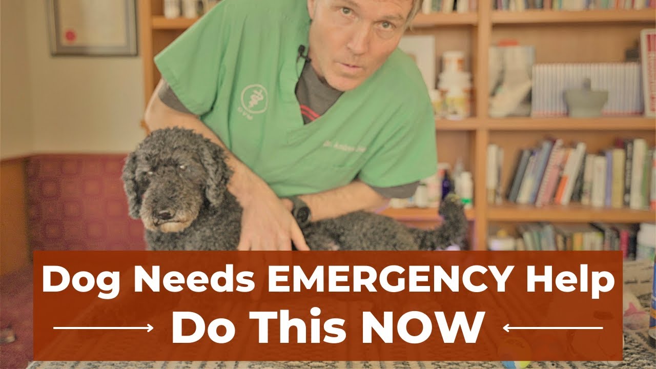 Dog First Aid: 5 Essential Emergency Skills