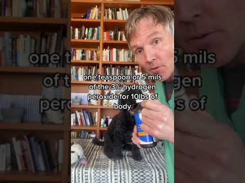 Top 3 First Aid Skills every dog owner needs to know - Veterinary