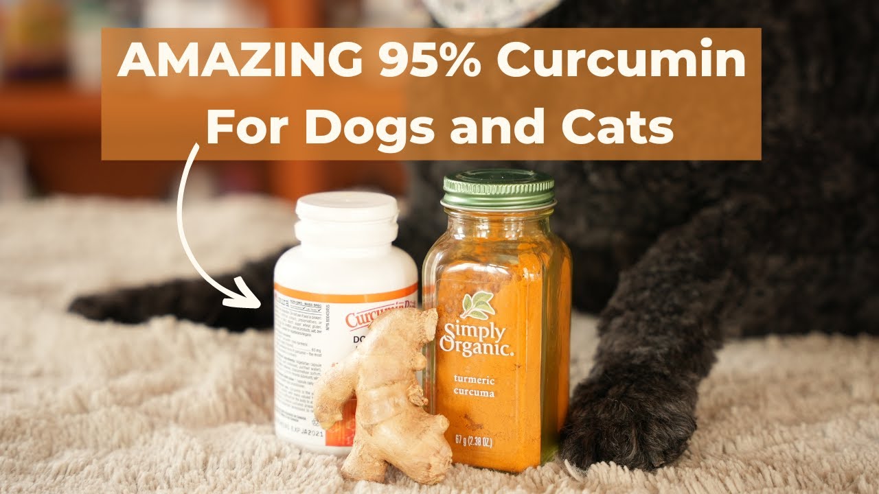 5 Lesser Known but BIG Benefits of 95 Curcumin for Dogs and Cats