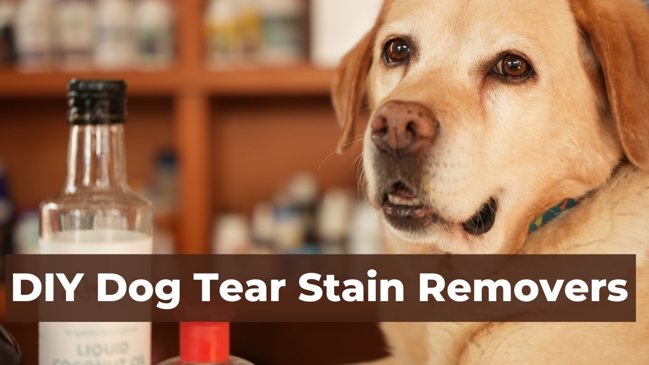 Dog Tear Stain Removers 5 Natural Remedies Veterinary Secrets with