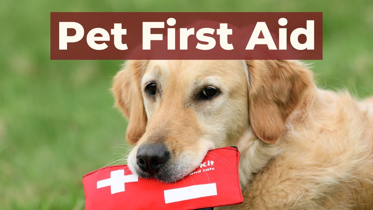 Pet First Aid Tips: Livestream with Rachel Fusaro and Dr Jones