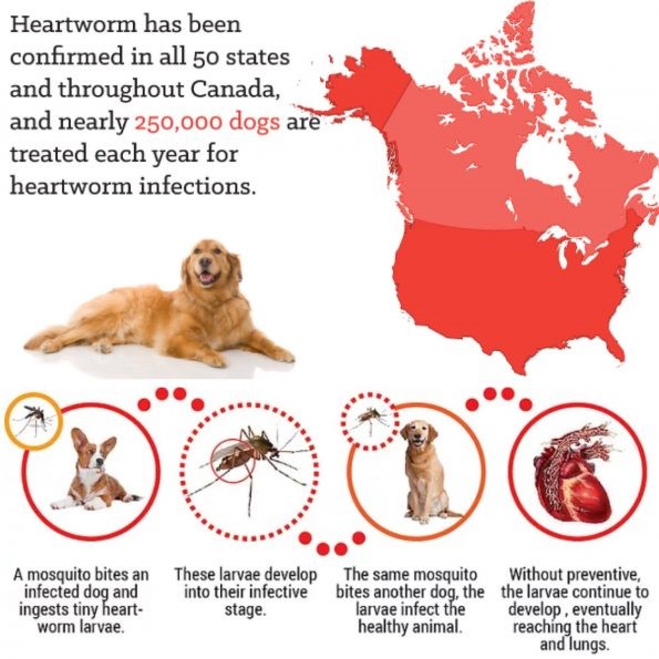 Can you naturally prevent/treat heartworm?