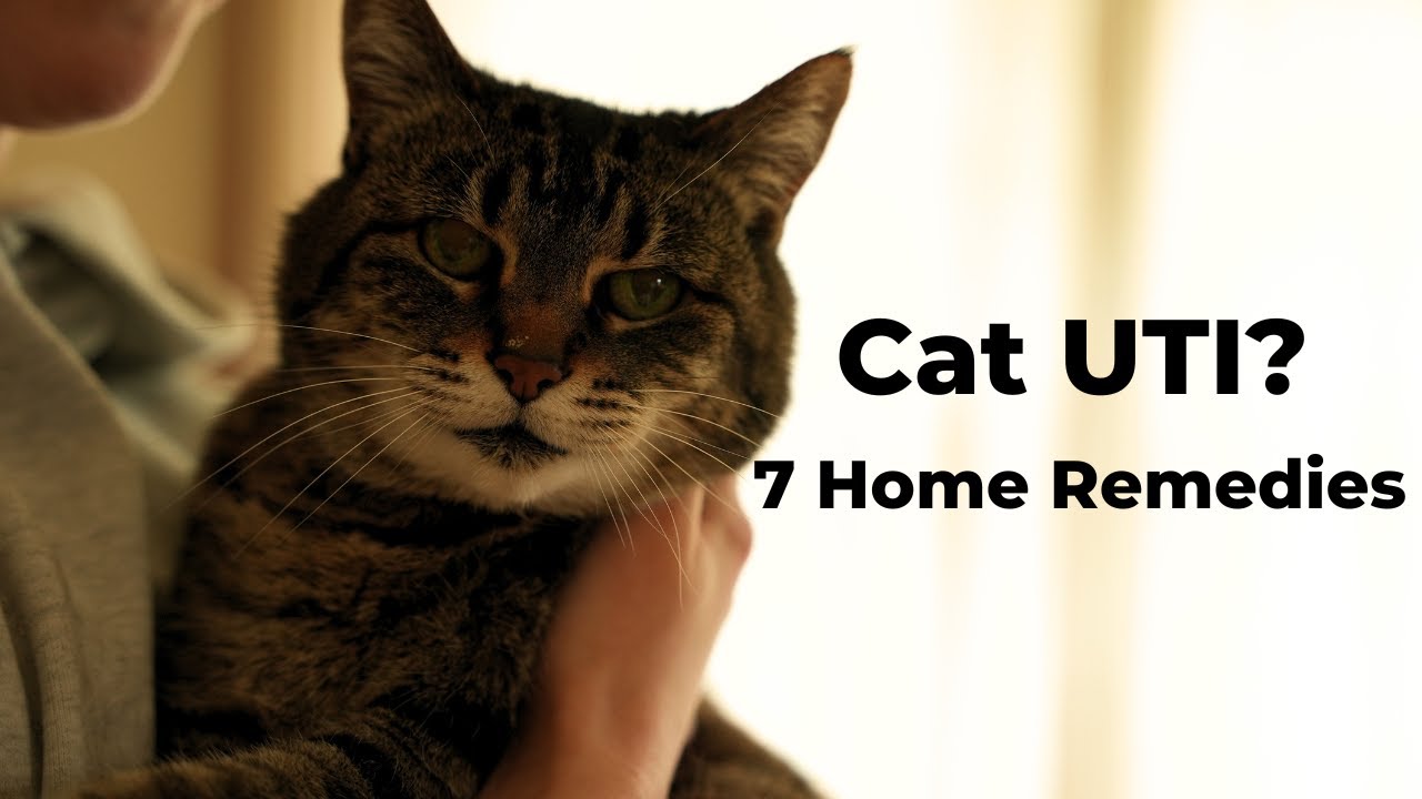 How To Finally STOP Reoccurring Cat UTIs