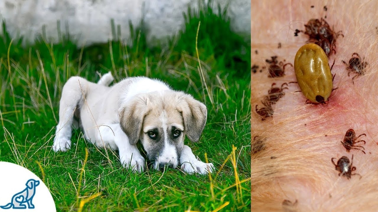 5 things you should know about Lyme Disease in Dogs