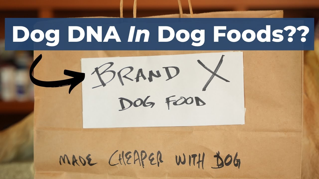 Alarming Findings What's Really in Your Pet's Food? Disturbing(02)