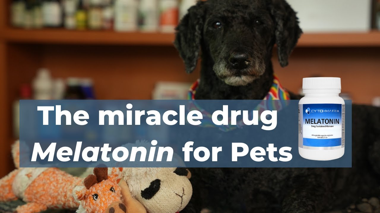 Uncover 7 New Benefits Of Melatonin For Pets Veterinary Secrets With   4uJmXkI5mqI 