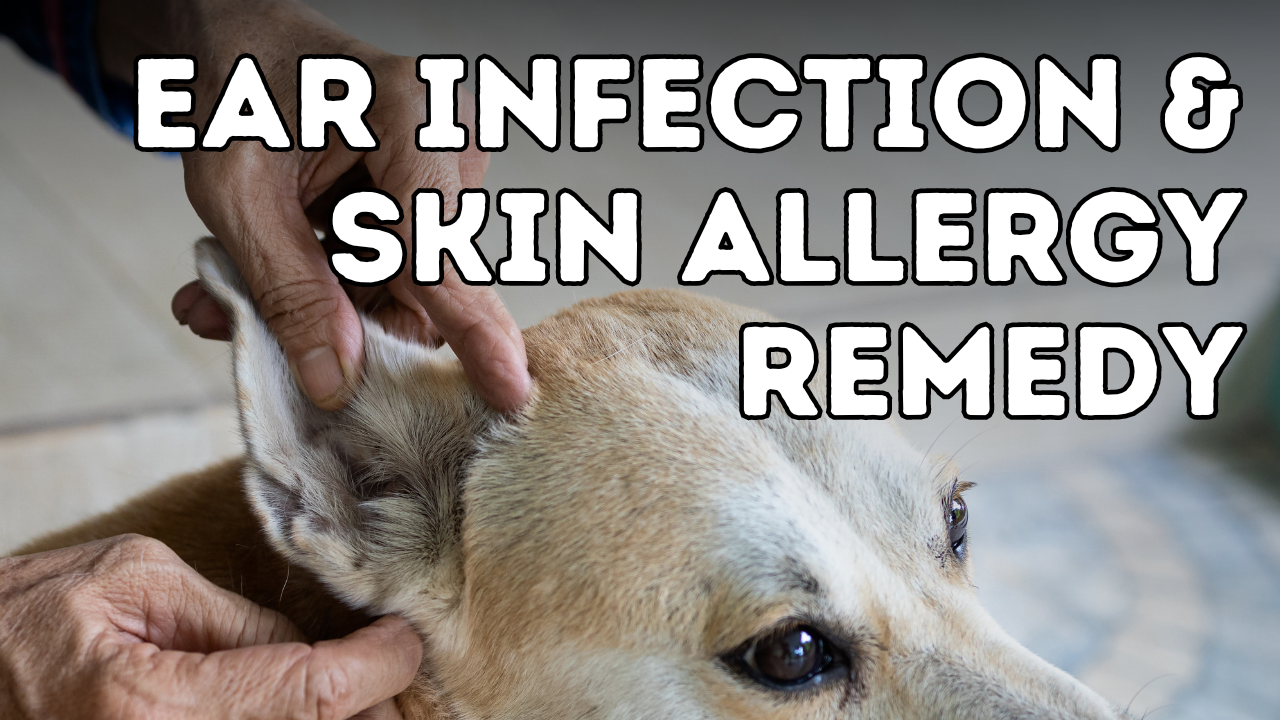 How to Make a Homemade Ear Infection and Skin Allergy Remedy for Pets ...