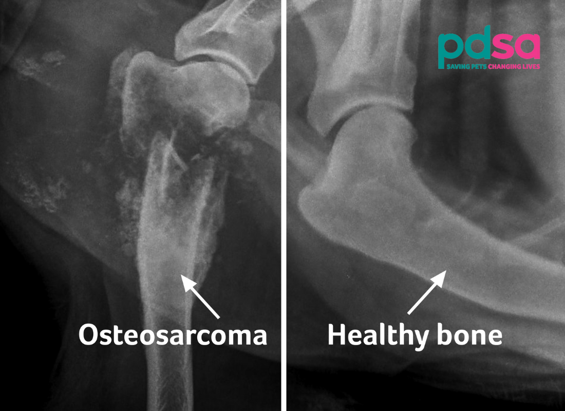 new-treatment-for-bone-cancer-osteosarcoma-veterinary-secrets-with