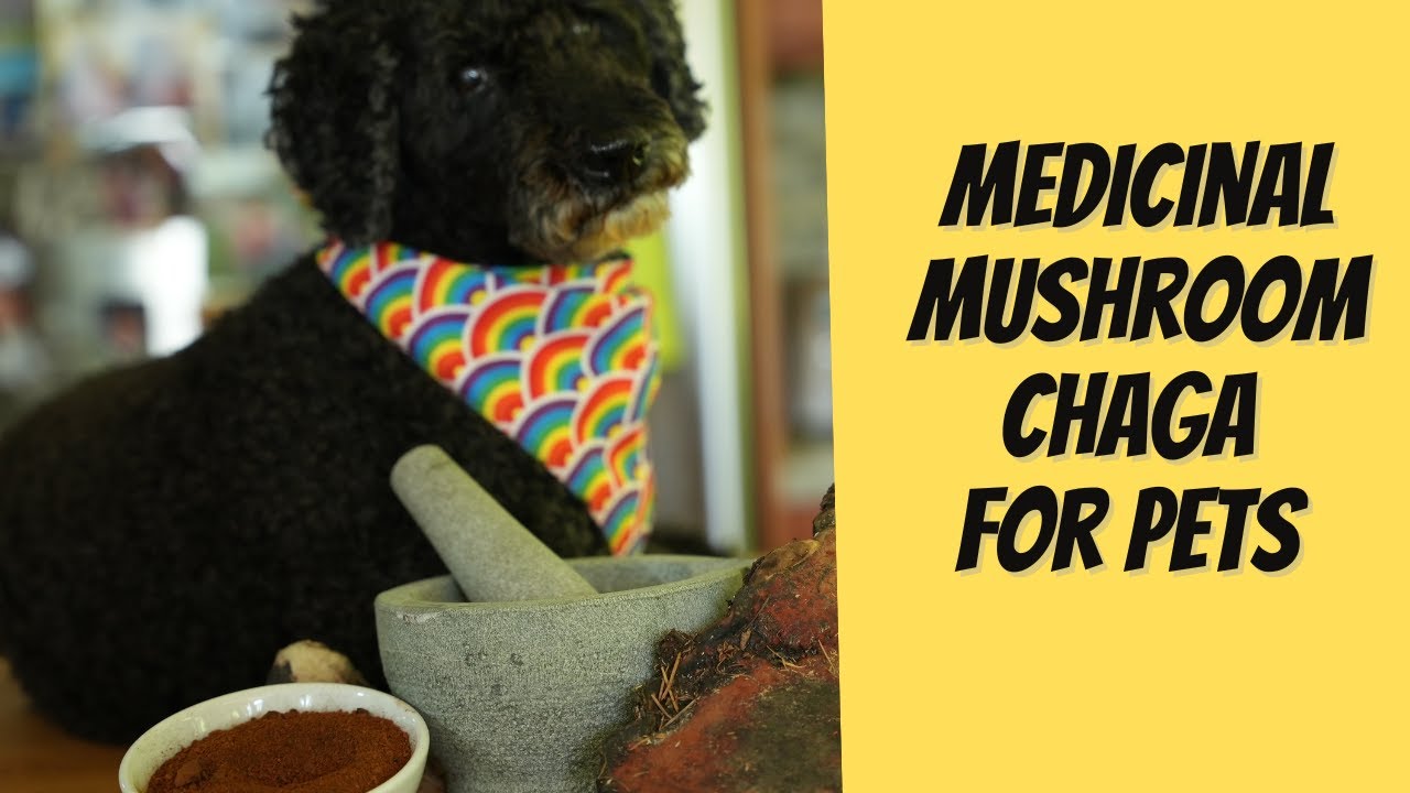 Unlocking the Healing Power of Chaga: 5 Benefits for Dogs and Cats