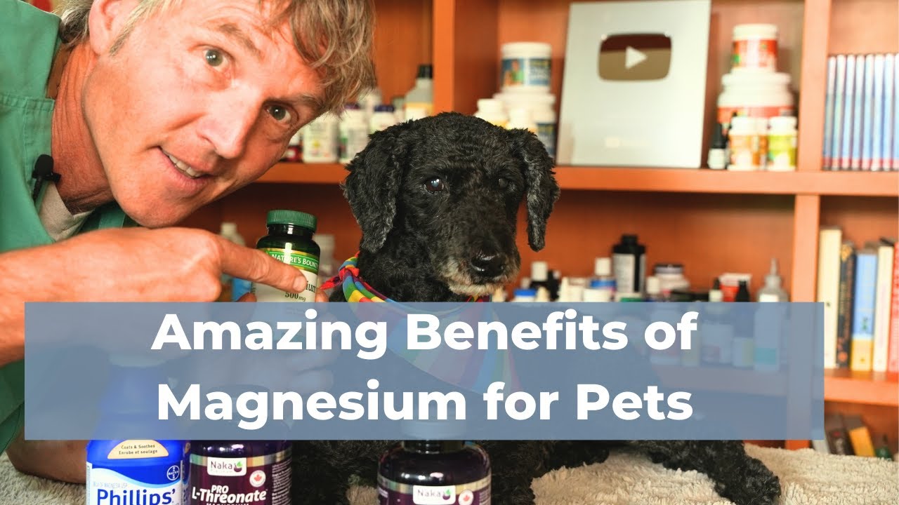 Unlocking the Secret 5 Amazing Ways Magnesium Boosts Your Pet's Health