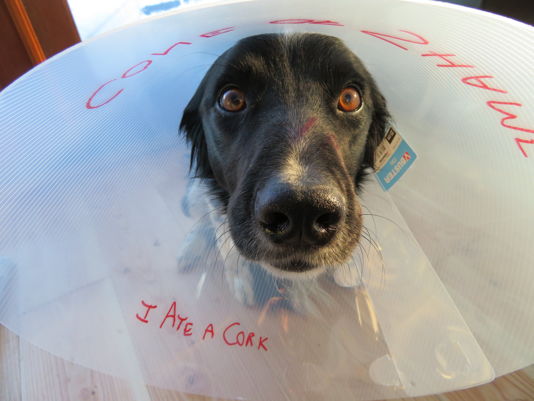 How to Help Your Dog Stay Calm During Holiday Fireworks! Veterinary