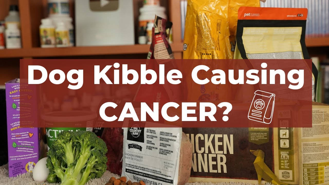 Can dog kibble really cause cancer? There may be more truth to this