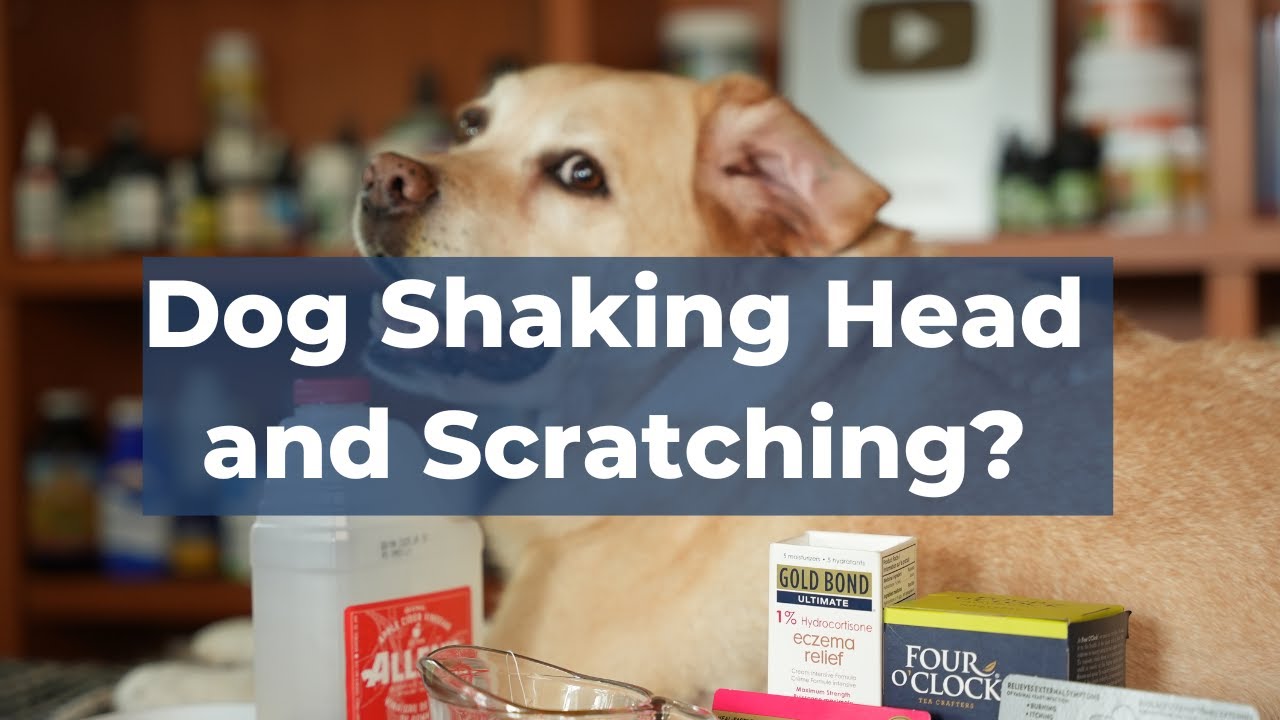 How to treat dog ear infections at home 3 Tried and tested remedies