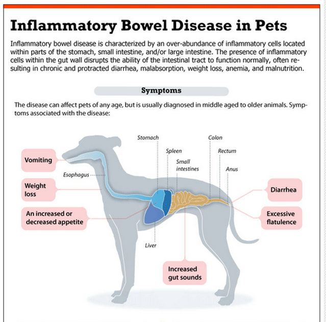 Can you holistically help your pet with IBD? Veterinary Secrets with
