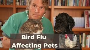 Cats getting Bird Flu from  Food?