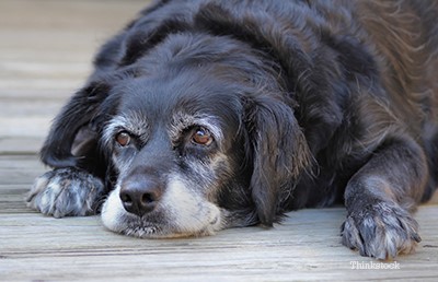What to do if your dog gets a brain tumor