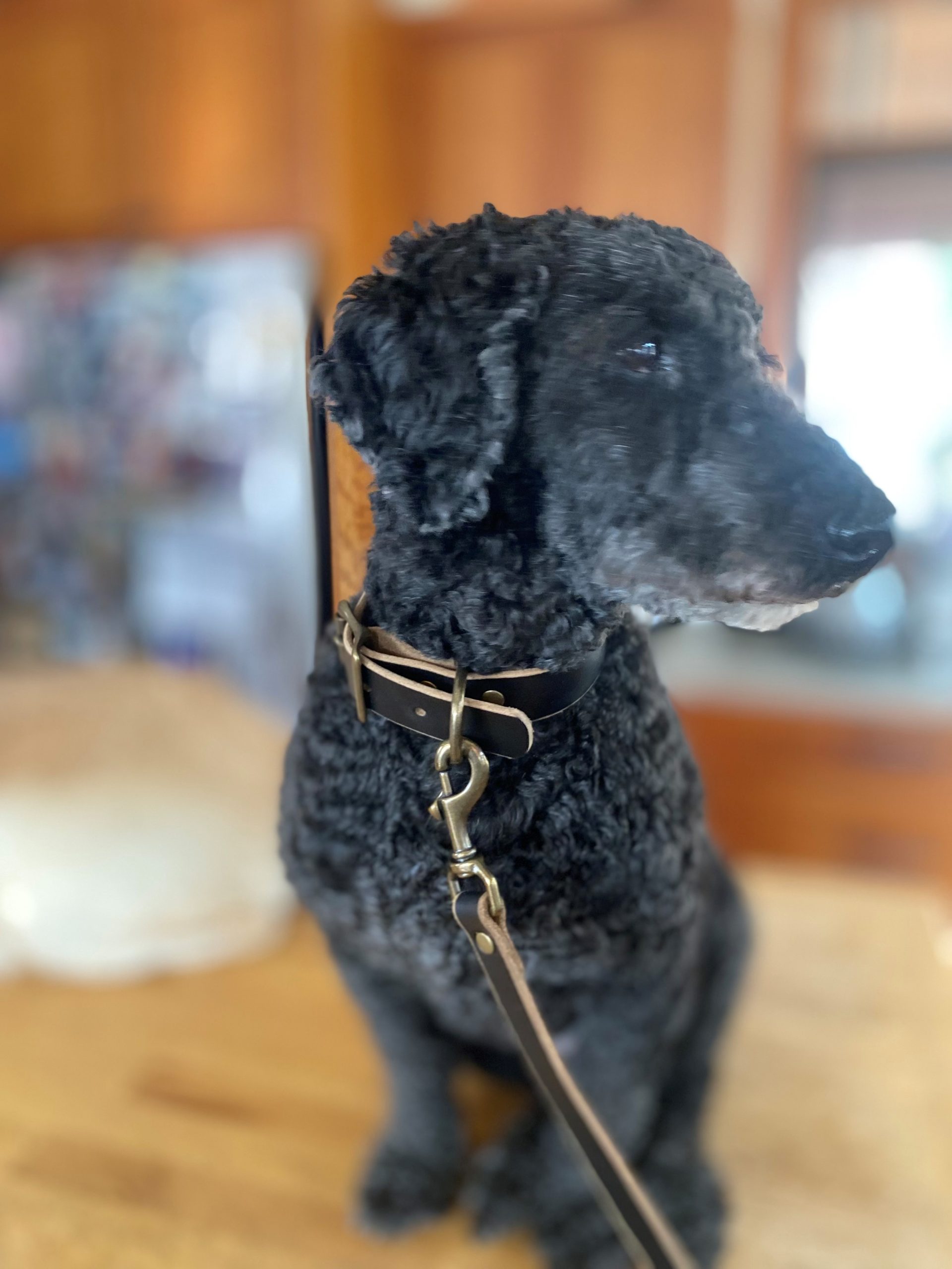 7 topical OTC meds for Dogs