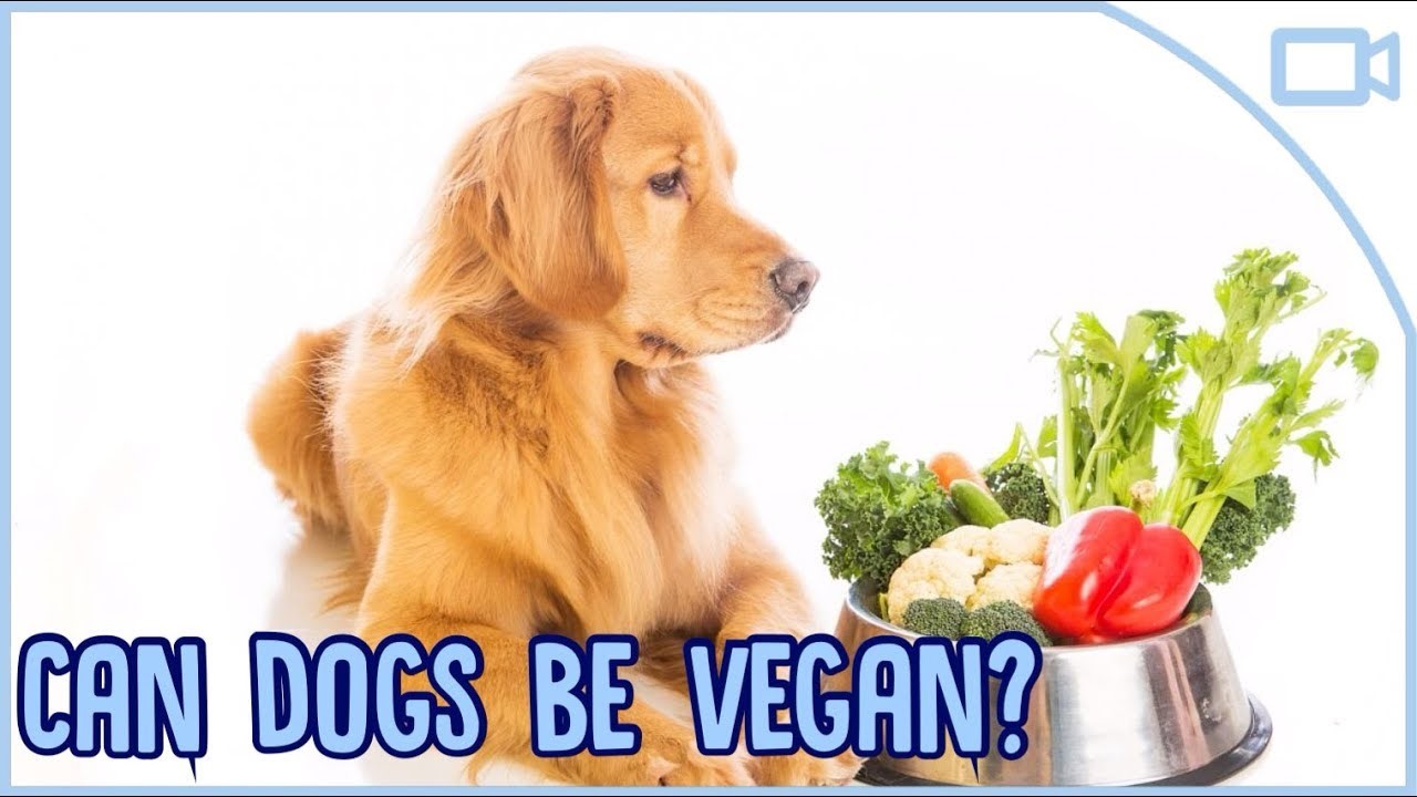 Can dogs and cats be Vegan?