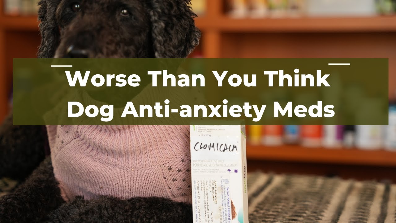 A Safer Alternative to Anxiety Medication for Dogs (5 Proven Tips