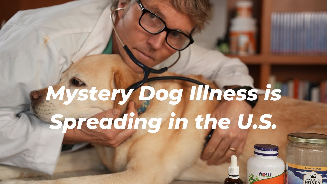 Mystery Dog Illness Potentially Fatal and Spreading