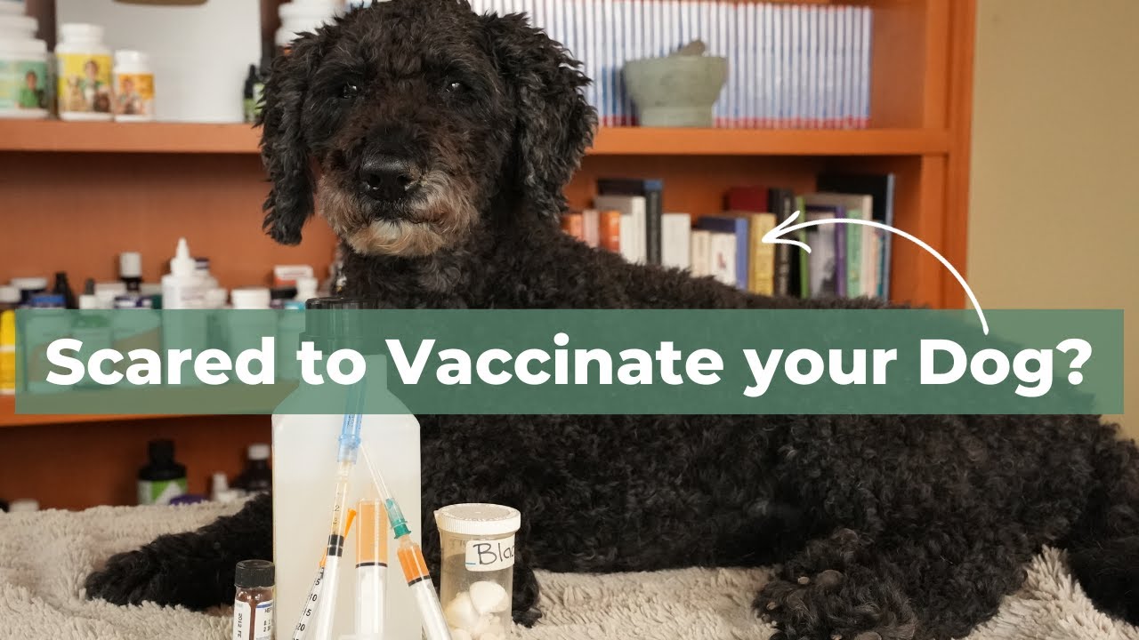 Why Are 50% of Dog Owners So Hesitant To Vaccinate Their Pets?