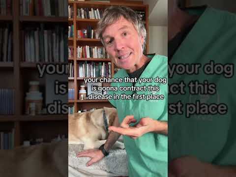 Mystery Dog Illness spreading in the United States: these remedies may