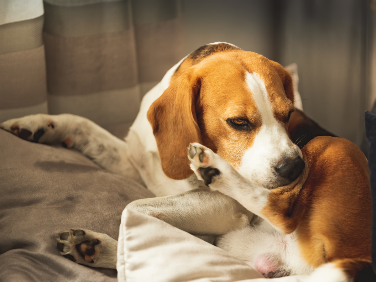 A beagle dog lying comfortably on a cushioned surface, with sunlight gently highlighting its features.