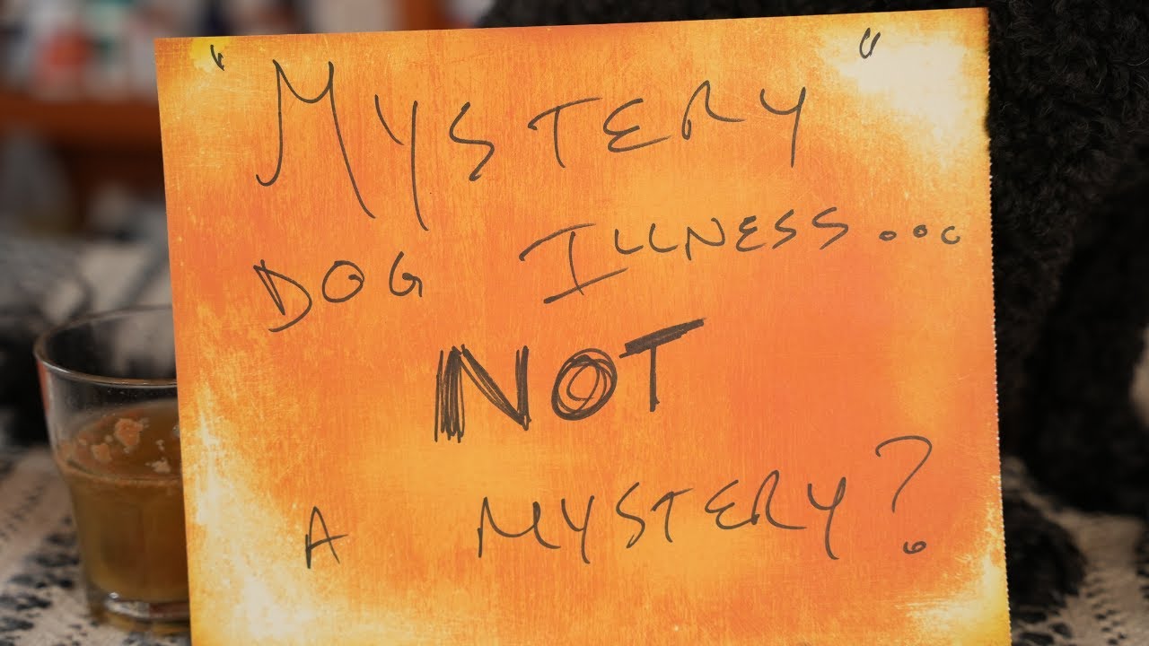 Mystery Dog Respiratory Illness 2024 Update Veterinary Secrets with Dr. Andrew Jones, DVM