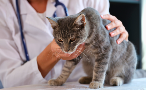 a grey tabby cat being examined by a veterinarian. The cat is on an examination table and the vet, visible only from the torso down and wearing a white coat with a stethoscope around the neck, is gently holding the cat from the back. The cat has a focused, slightly concerned expression, and is looking off to the side. The setting suggests a professional veterinary clinic environment, and the word "VETERINARY" is partially visible, indicating the context of the photo. The scene captures a typical moment in a pet's health checkup.