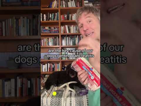 As a Vet: 5 things I’ll NEVER do with my own Dog - Veterinary Secrets