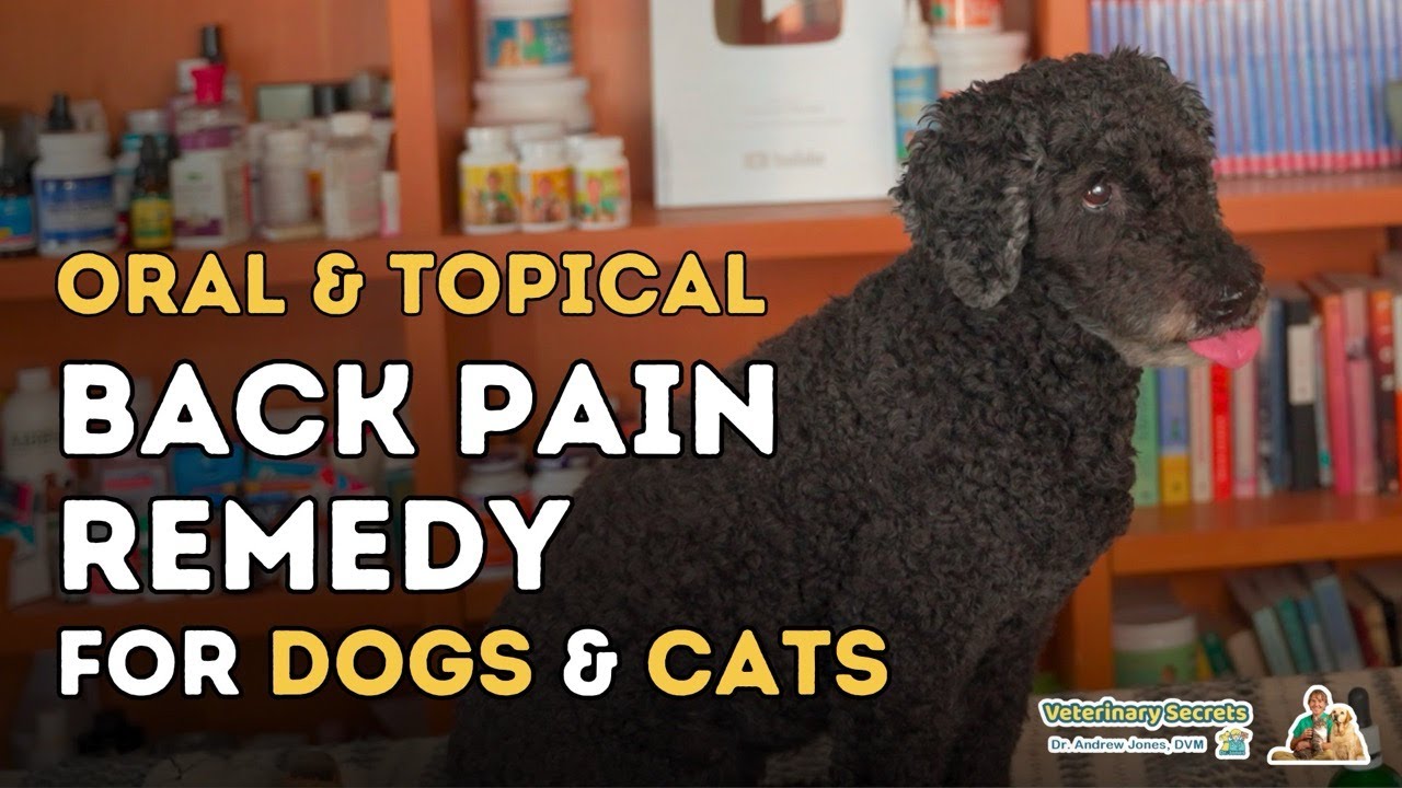 The Secret to Relieving Back Pain in Cats and Dogs Veterinary Secrets