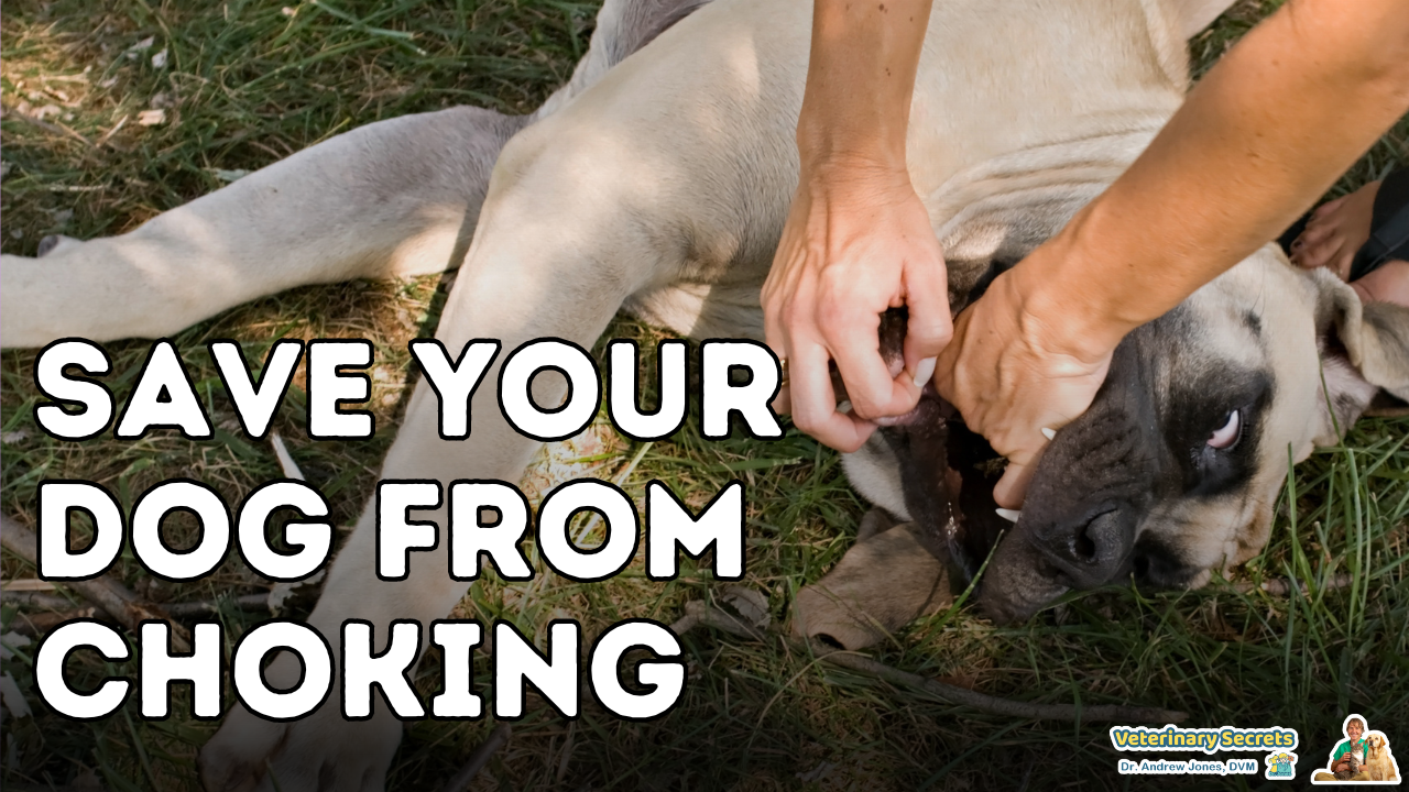How to Save Your Dog from Choking | Must-Know Dog Safety