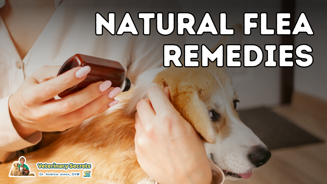 Amazing Natural Flea Remedies For Dogs and Cats